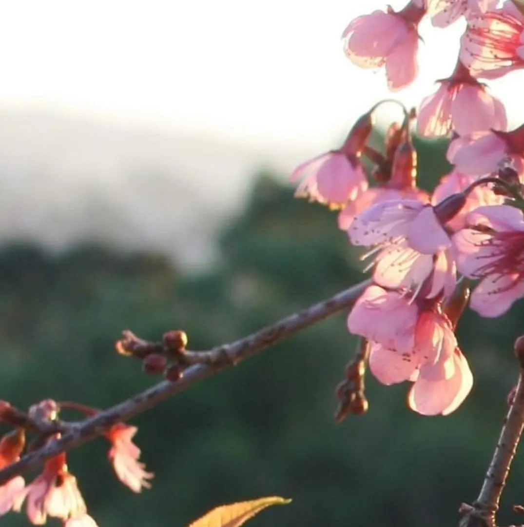Morada Dos Platanos - Suites Campos do Jordao